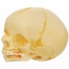 MODEL OF LIFE-SIZE FETAL SKULL